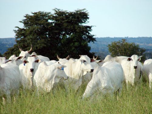 Pecuaristas devem se preparar para novo perodo de seca