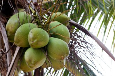 Coco vendido nas praias paulistas vem do Nordeste